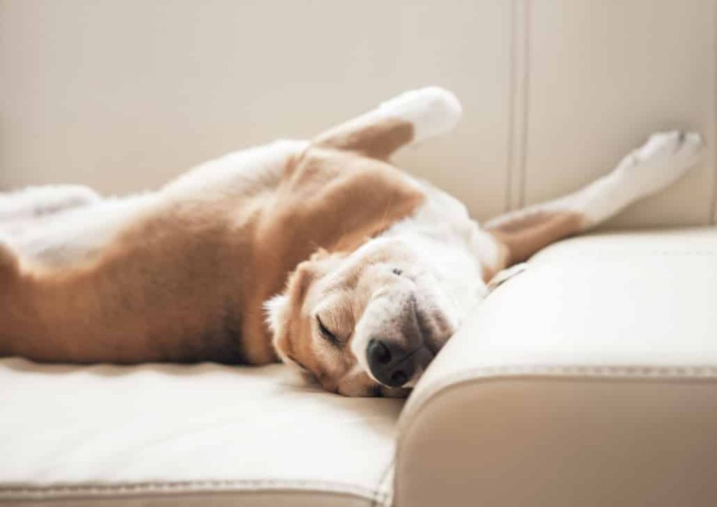 dog laying on couch