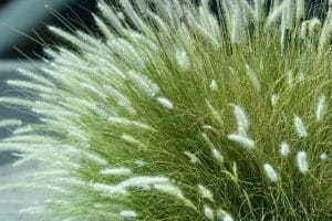 Ornamental grass